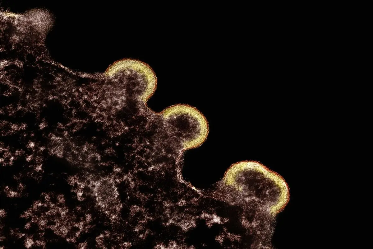 The Plague | Albert Camus and the Real Disease of the Century