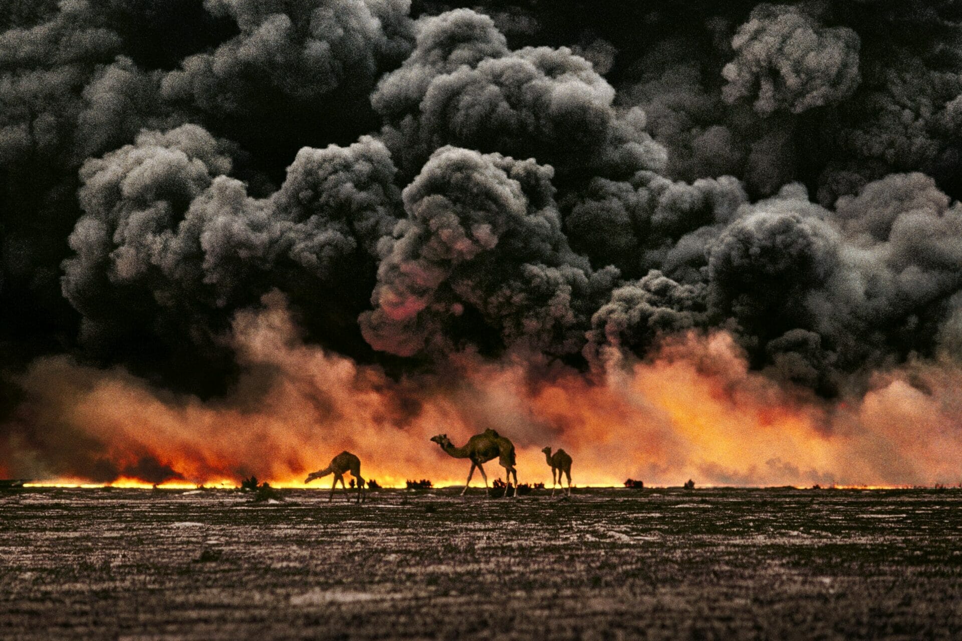 Photo taken by McCurry of camels traped by blazing fires, the consequences of the order to ignite oild fields by Saddam Hussein